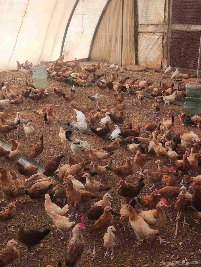 صوص دجاج بلدي هجين تركي العمر شهرين 0