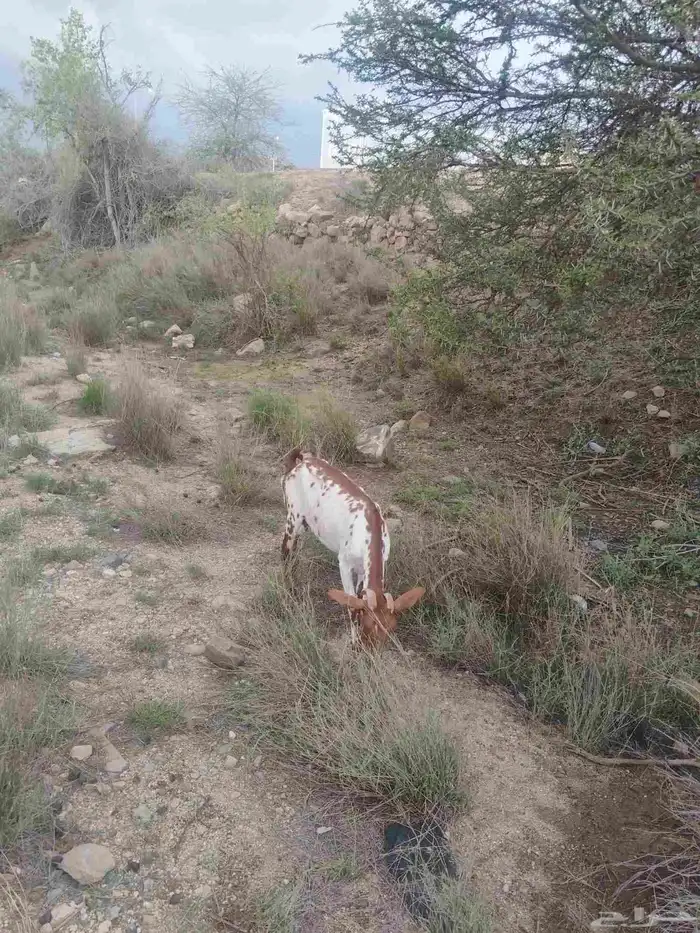 عنز جامع شباب 2