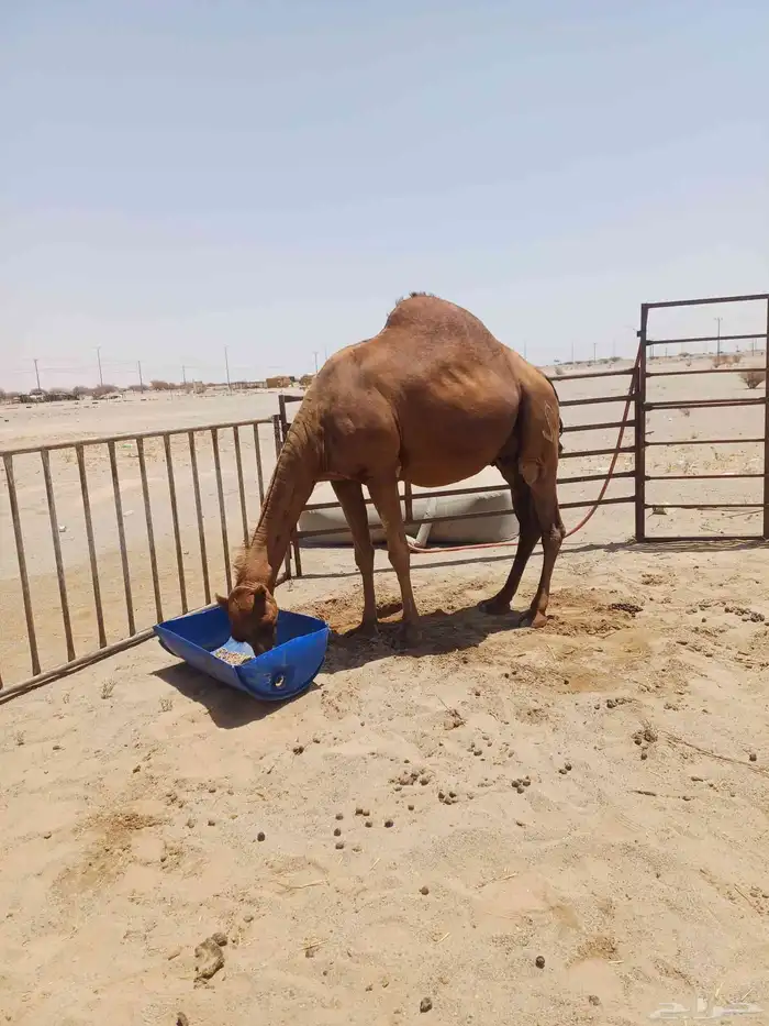 ملاقي ساحليه شرط حليب وهداوه وطبع جوال العطيف 0