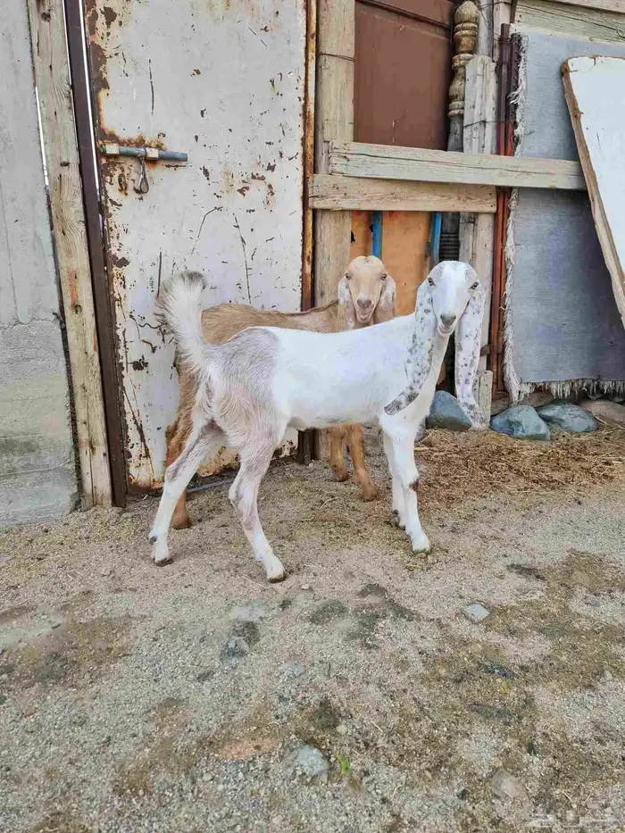 تيس وجفره هولندي 4