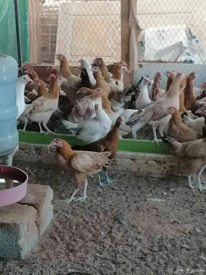 ديوك فحول ودجاج بلدي بشاير 6