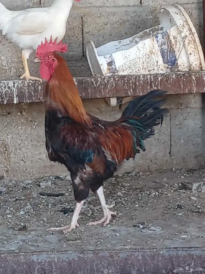 ديكه للبيع 4