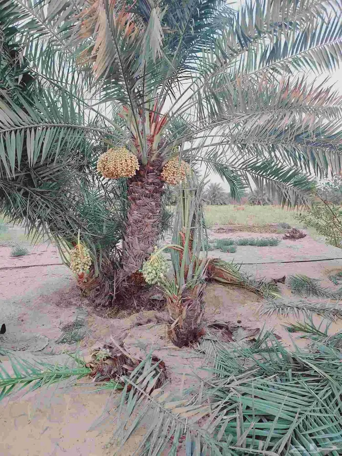 توفر فسائل خلاص اشقير درجه اولى تواصل يشمل جميع مناطق المملك 1