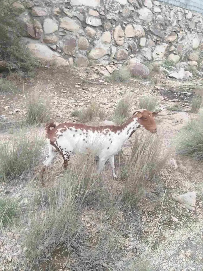عنز جامع شباب 0