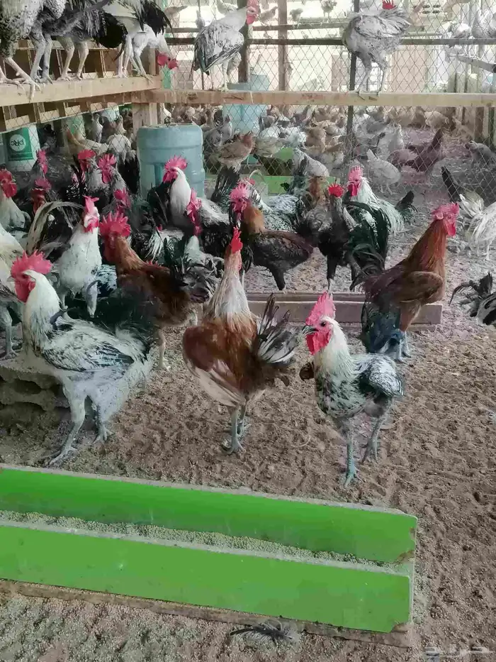 ديوك فحول ودجاج بلدي بشاير 2