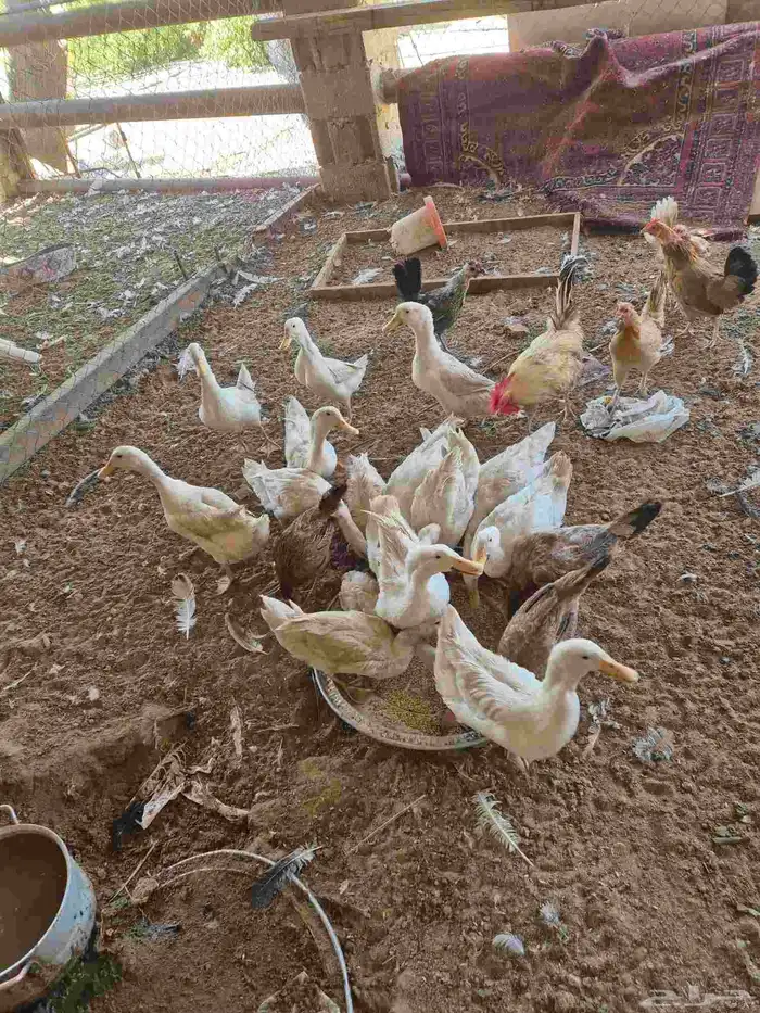 بط بكين للبيع .. بريدة 3
