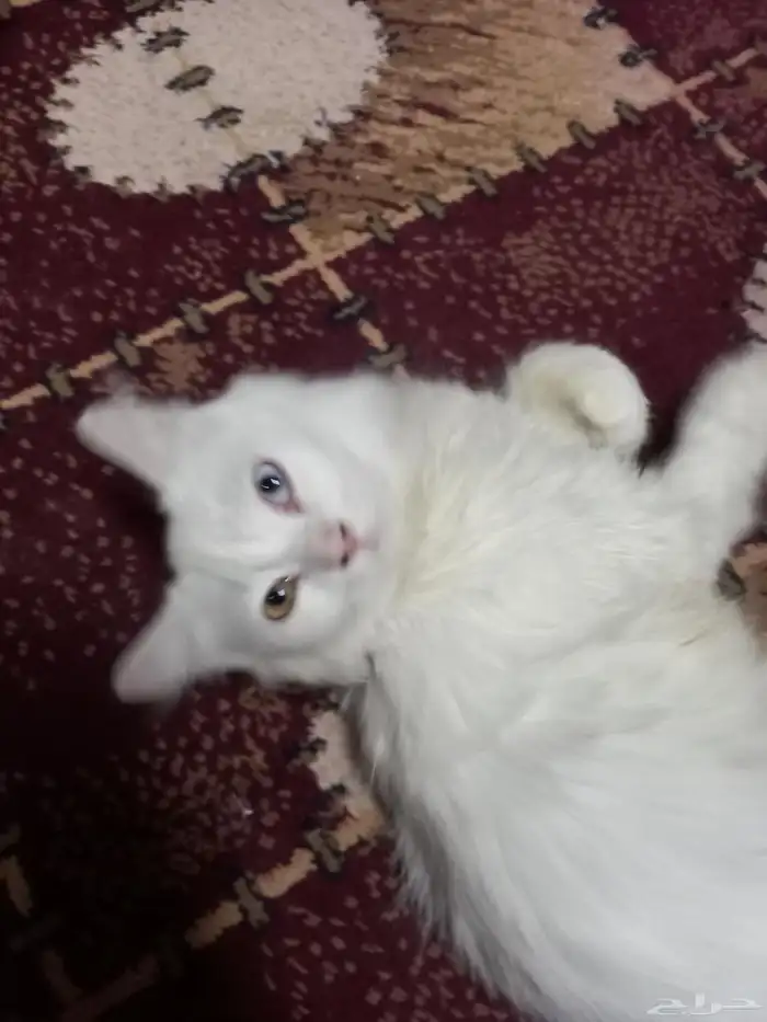 قط للبع 0