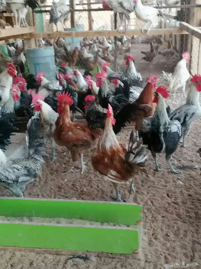 ديوك فحول ودجاج بلدي بشاير 3