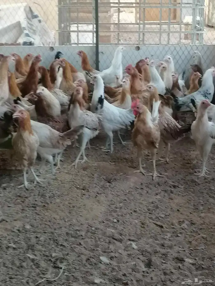 ديوك فحول ودجاج بلدي بشاير 5