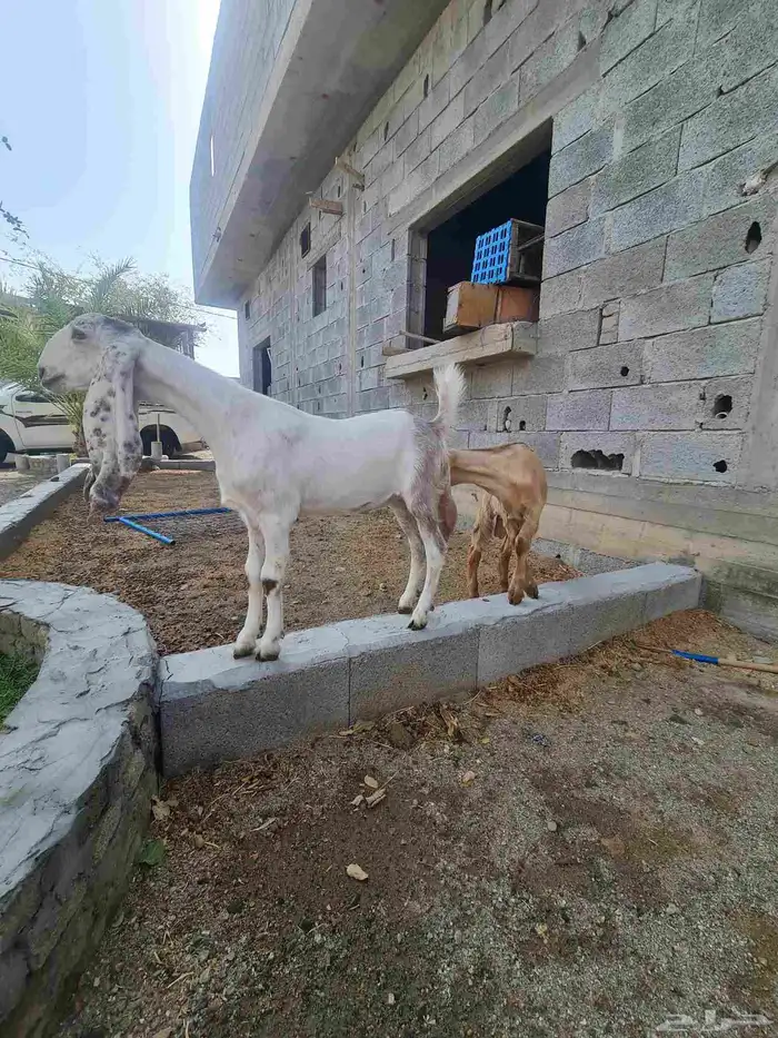 تيس وجفره هولندي 6