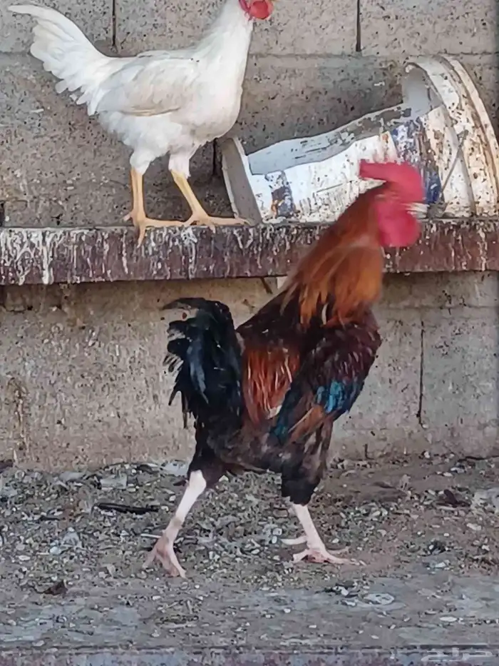 ديكه للبيع 3