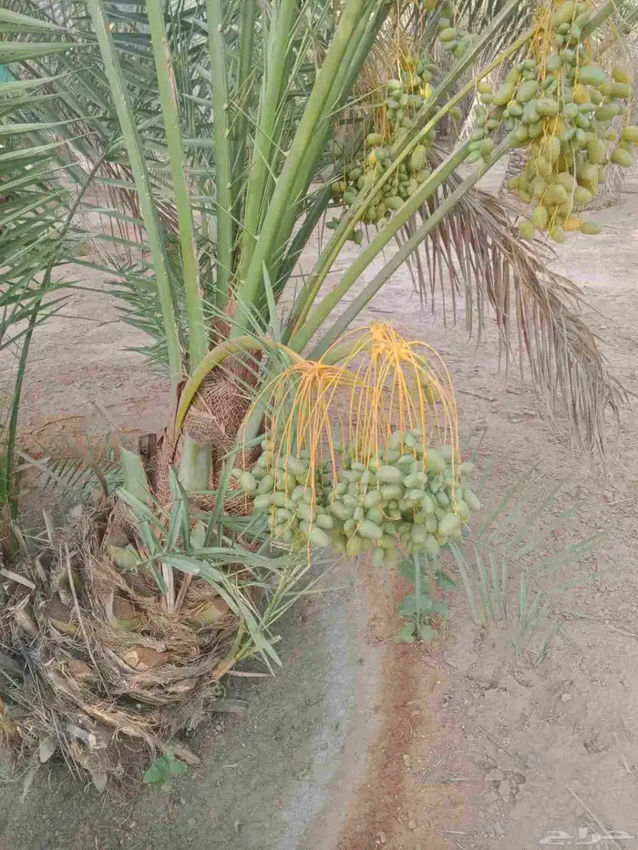 نحن نقوم بانشاء المزارع الكبيره والصغيره بكل ما تحتاجه 1
