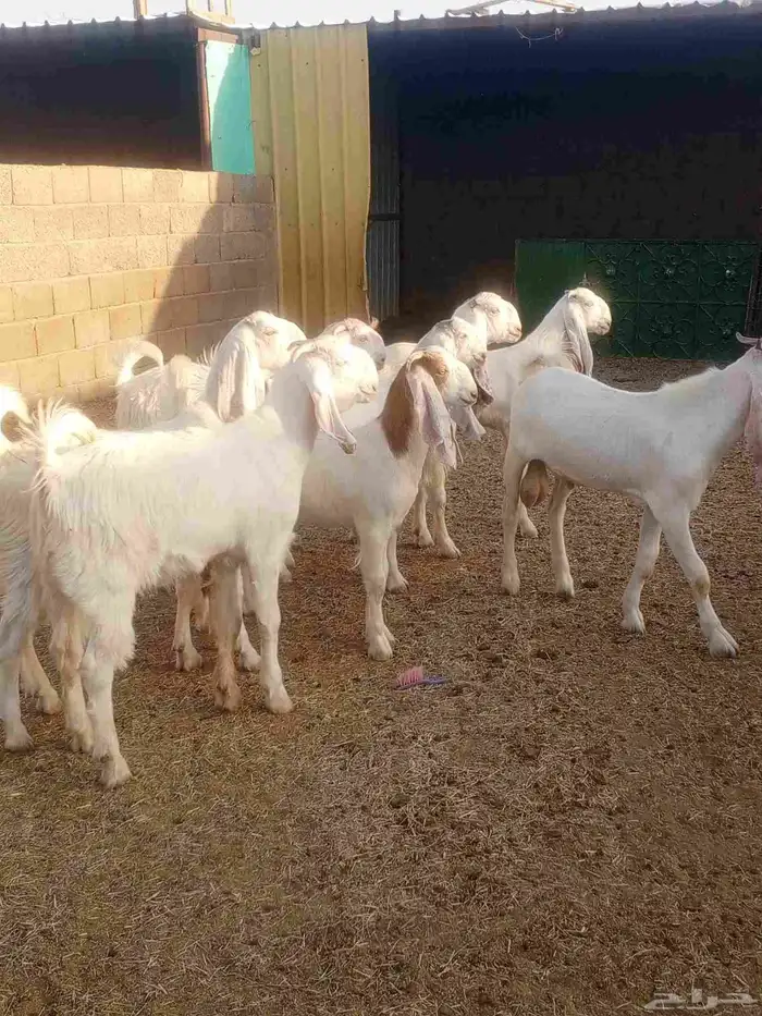 جذعات مطورات بيض صك 3