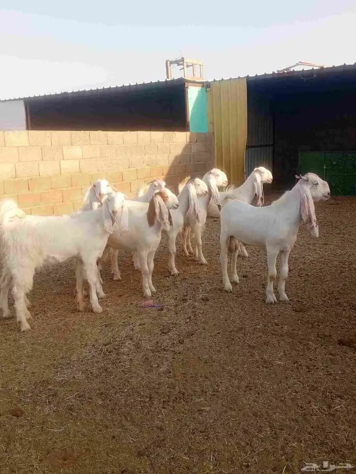 جذعات مطورات بيض صك 4