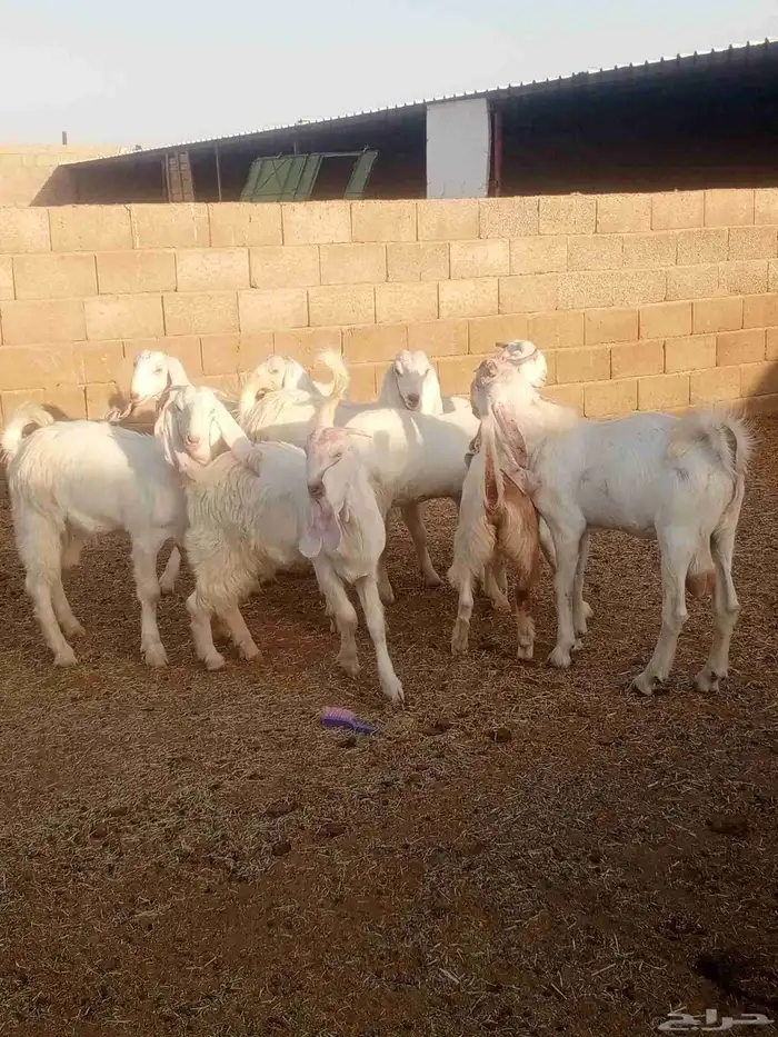 جذعات مطورات بيض صك 5