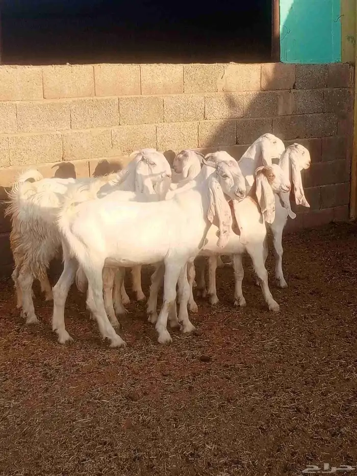 جذعات مطورات بيض صك 6