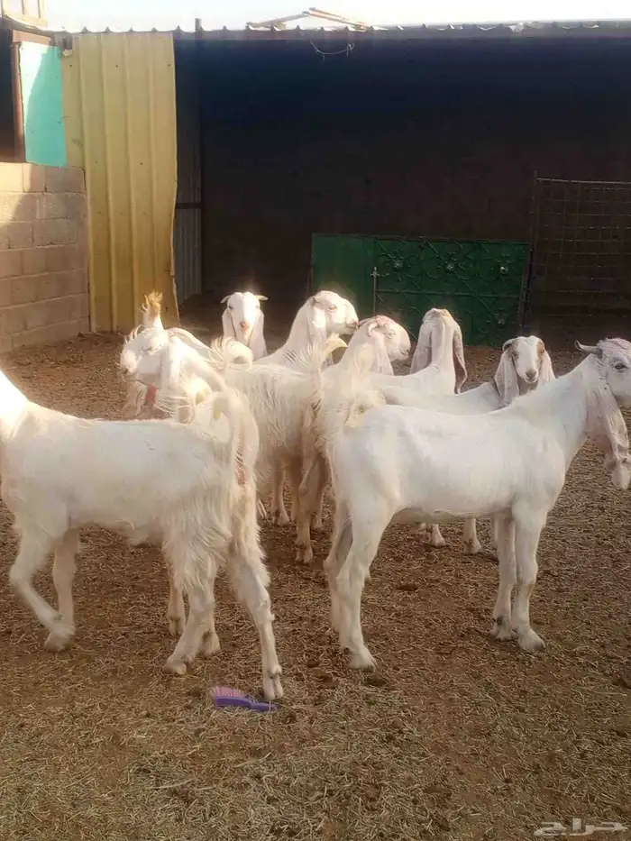 جذعات مطورات بيض صك 8