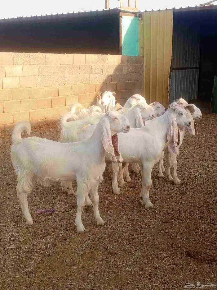 جذعات مطورات بيض صك 1
