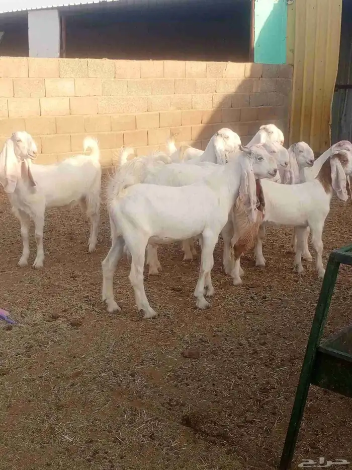 جذعات مطورات بيض صك 2