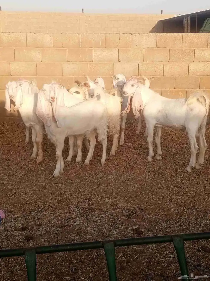 جذعات مطورات بيض صك 7