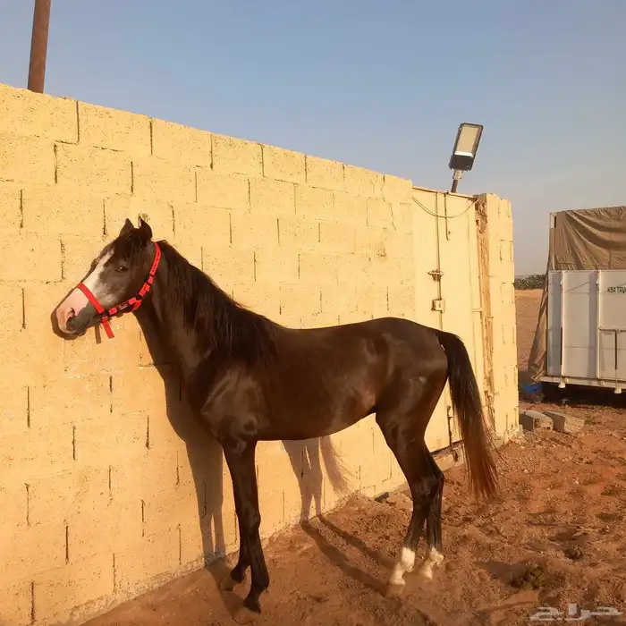 مهر شعبي 3
