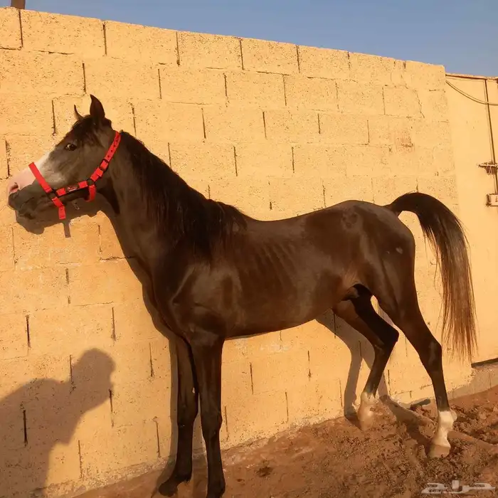 مهر شعبي 6