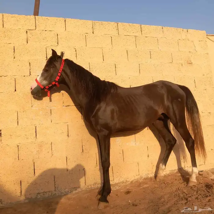 مهر شعبي 9