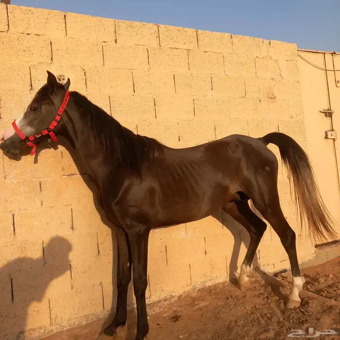 مهر شعبي 7