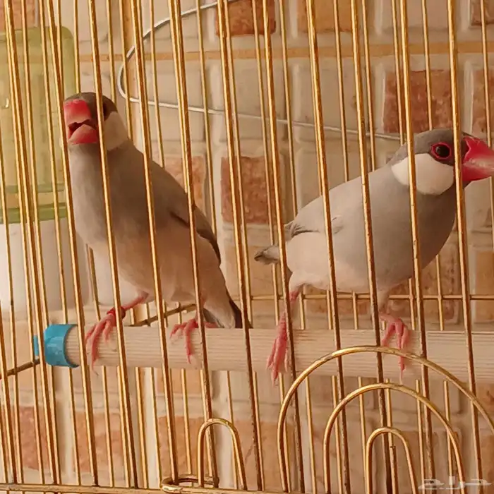 طيور جاوا سلفر للبيع. 1