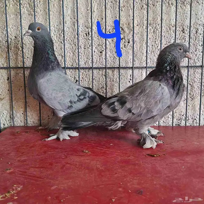 السلام عليكم ورحمة الله وبركاته للبيع للبيع 4