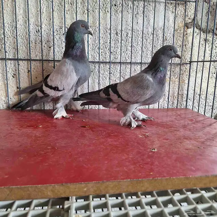 السلام عليكم ورحمة الله وبركاته للبيع للبيع 3
