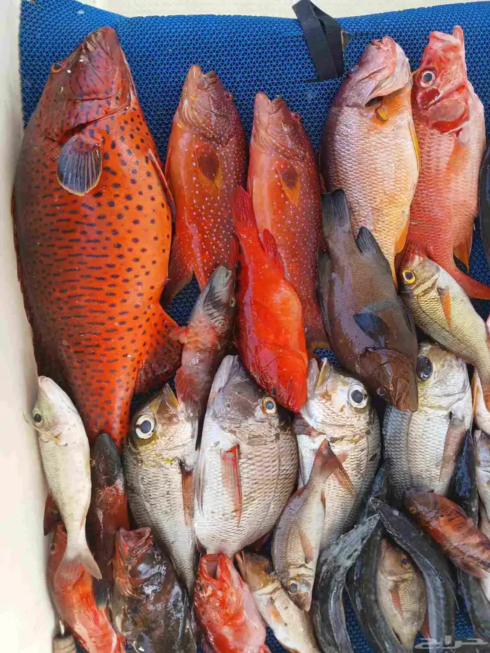 كبتن محمد للرحلات الخور وصيد وبياض 3