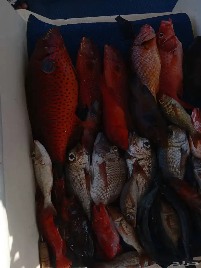 رحلات بحرية خور وصيد وبياضة 6