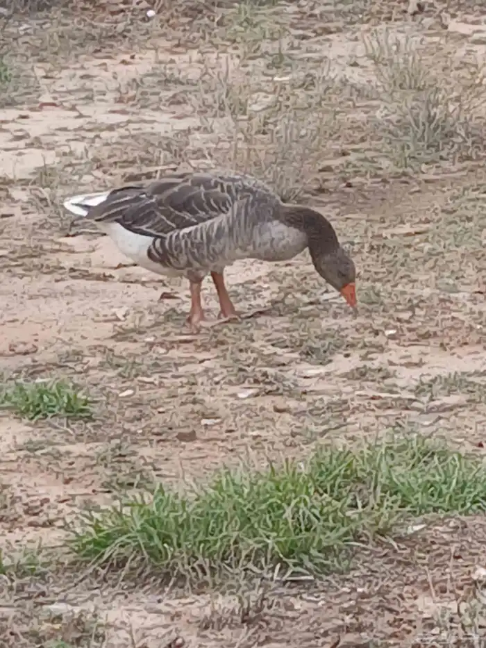وز. بلدي زوج شرط 0