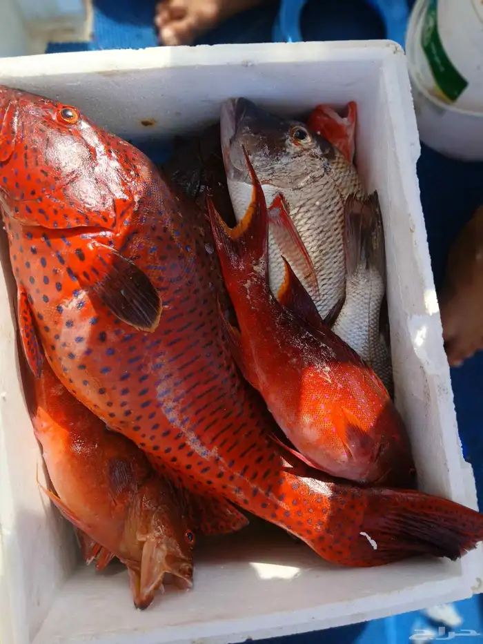 كبتن محمد للرحلات الخور وصيد وبياض 2