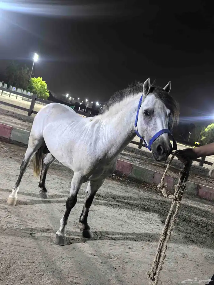 خيل للبيع 2
