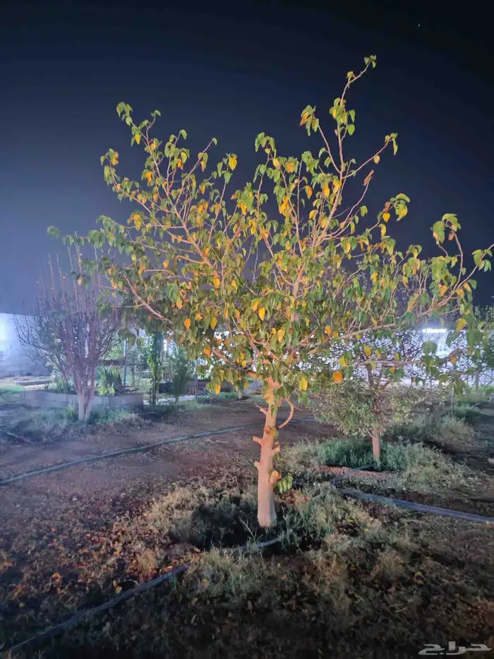 يوجد لدينا حمضيات يوسف أفندي ليمون رمان كمثرا ليمون يوسف 1