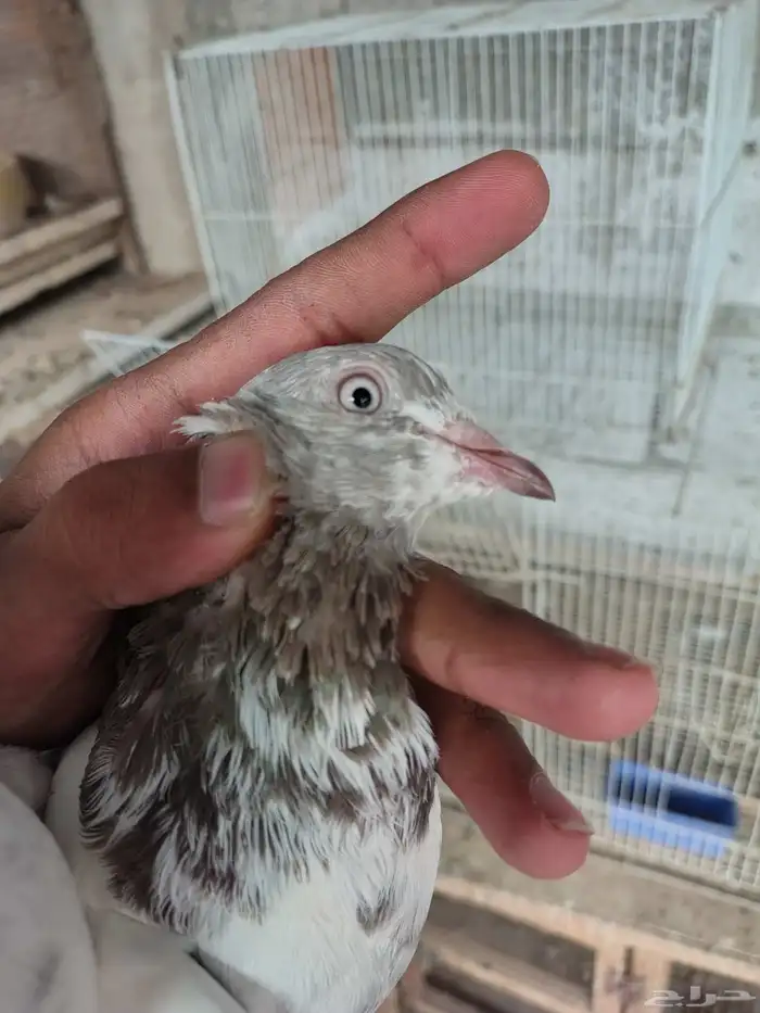 للبيع حمام باكستاني جوز 1