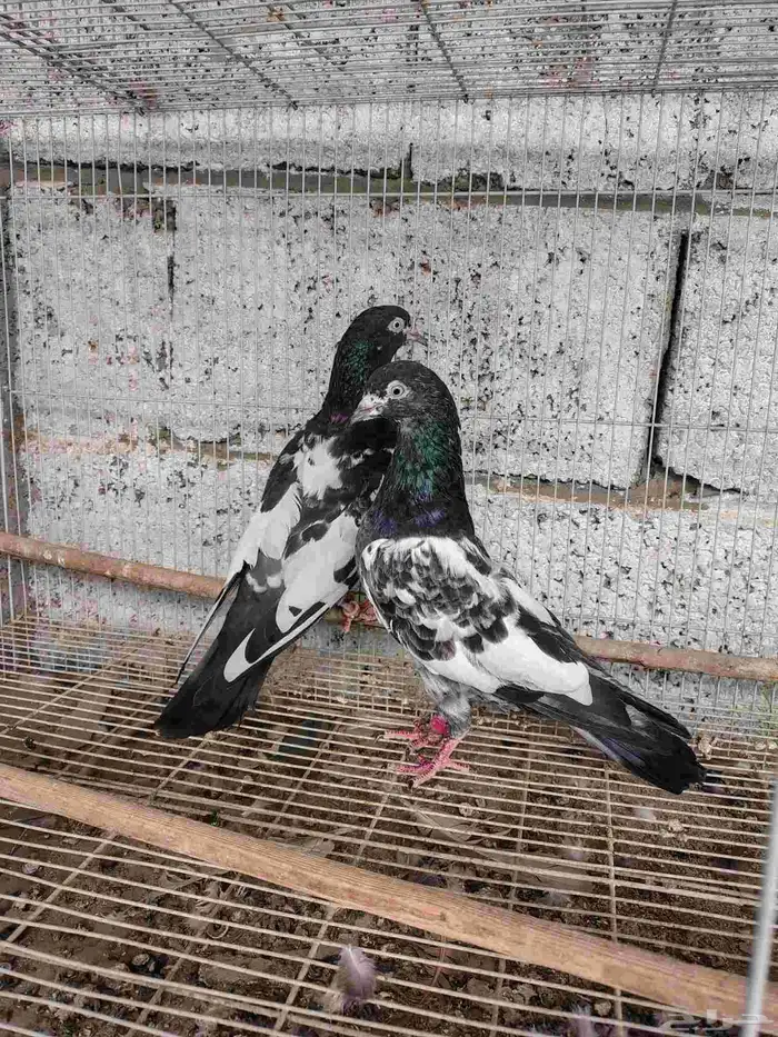 للبيع حمام جوز 1