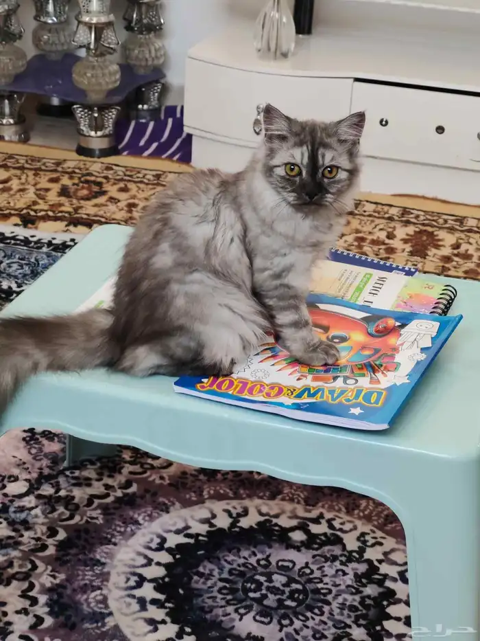 للتبني شيرازي انثي 0