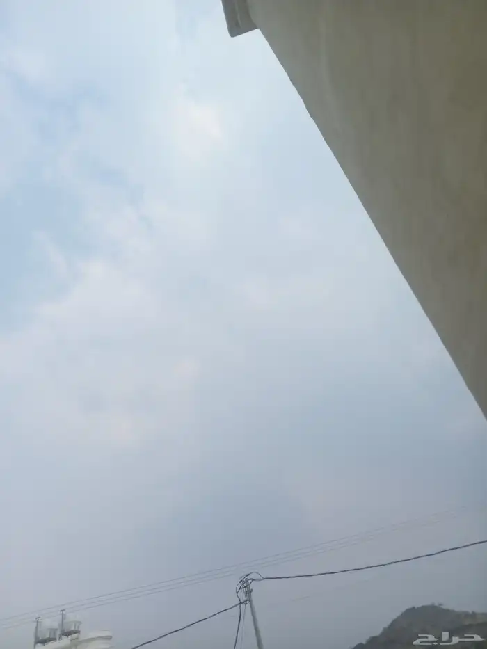 دجاج لاحم 0