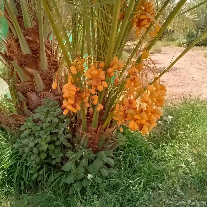 جثايث نخل 3