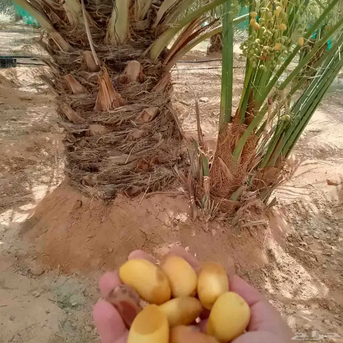 جثايث نخل 0