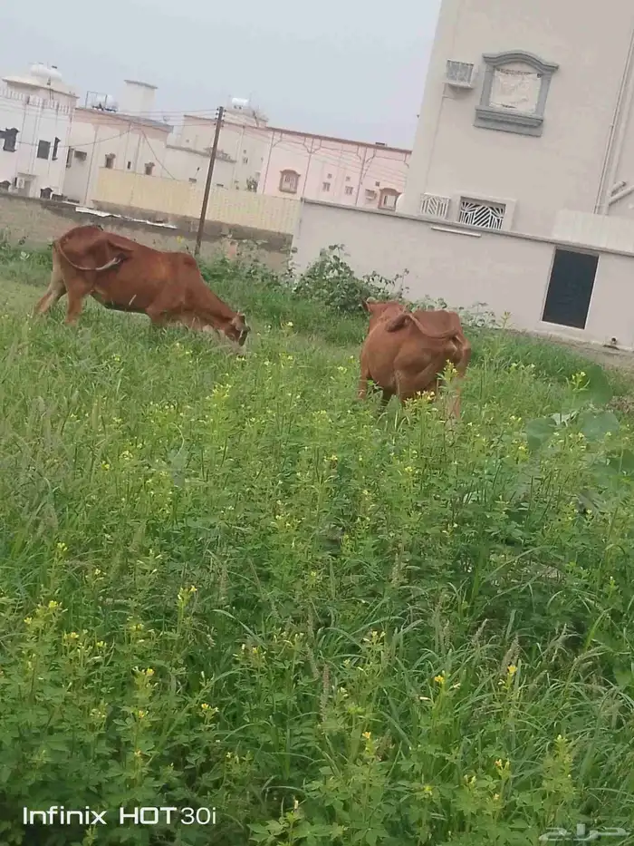بقر للبيع 1