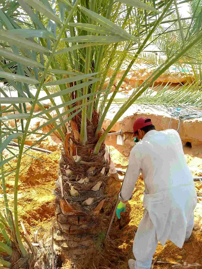 نخل للبيع خلاص صقعي شيشي برحي منيفي سلج مصيفه 4