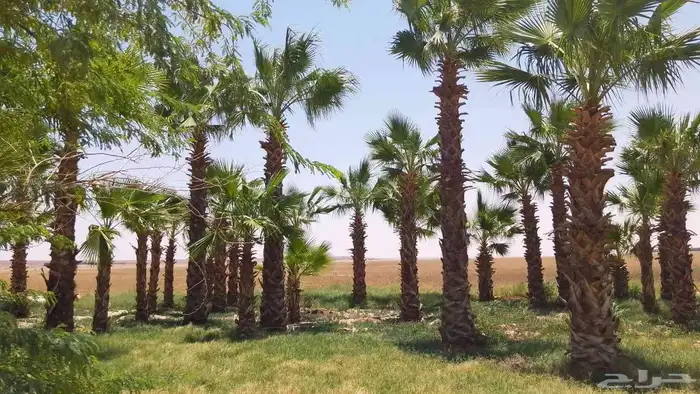 نخل القصيم مراد القصيم 3