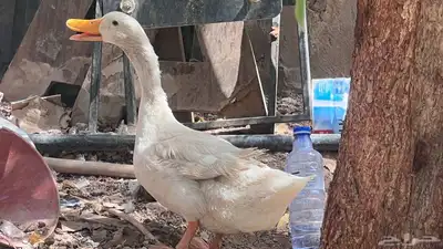 بط بكيني index