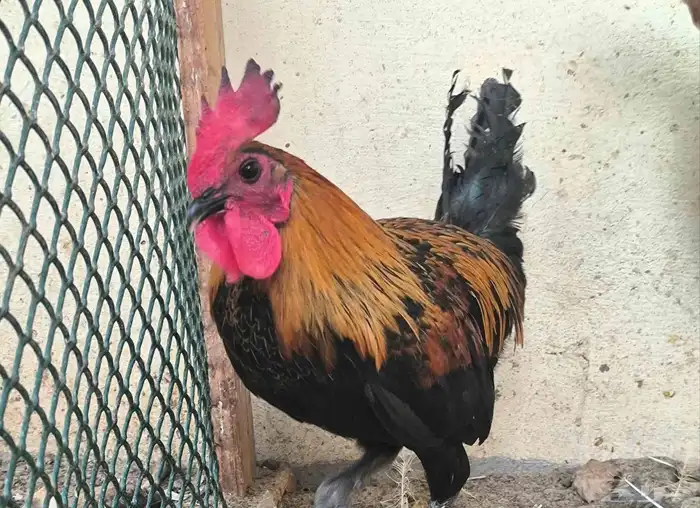 ديك. مجموعة ديوك للبيع 3