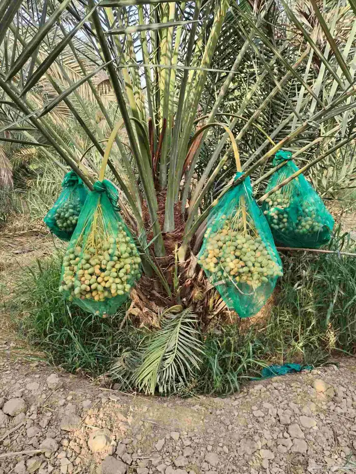 نخل مثمر للبيع العدد 200حبه صغير كبير مثمره منوعات طيبه 0