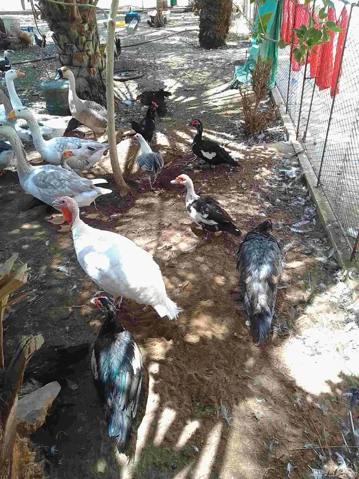 5 روميات اناث للبيع 2